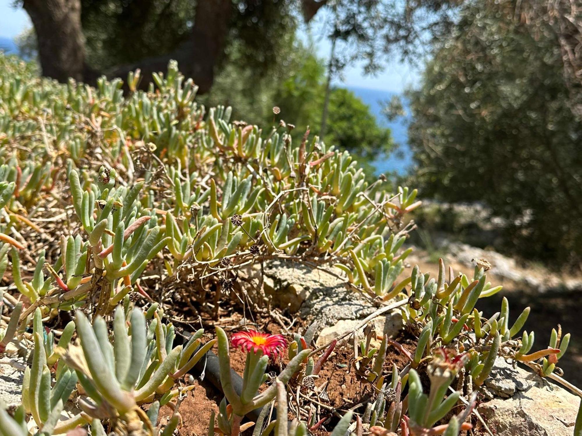 Villetta Dagre Fronte Mare Marittima Zewnętrze zdjęcie